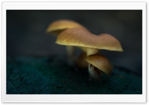 Mushrooms, Soil, Macro Ultra HD Wallpaper for 4K UHD Widescreen desktop, tablet & smartphone