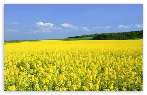 Mustard Flower Field Ultra HD Desktop Background Wallpaper ...