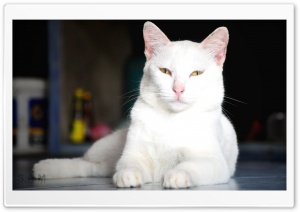 My Cat Ultra HD Wallpaper for 4K UHD Widescreen desktop, tablet & smartphone