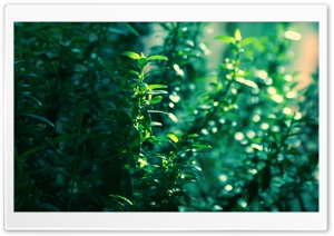 Myrtle Leaves Ultra HD Wallpaper for 4K UHD Widescreen desktop, tablet & smartphone