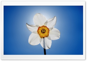 Narcissus Ultra HD Wallpaper for 4K UHD Widescreen desktop, tablet & smartphone