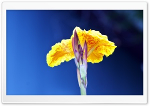 Natural Beauty Ultra HD Wallpaper for 4K UHD Widescreen desktop, tablet & smartphone
