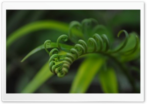 Natural Curves Ultra HD Wallpaper for 4K UHD Widescreen desktop, tablet & smartphone