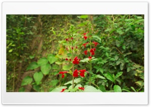 Natural Flowers Ultra HD Wallpaper for 4K UHD Widescreen desktop, tablet & smartphone