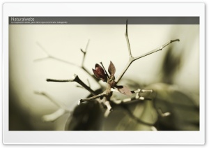 Naturalwebs: Se termino el invierno Ultra HD Wallpaper for 4K UHD Widescreen desktop, tablet & smartphone