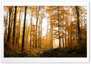 Nature Autumn Trees Ultra HD Wallpaper for 4K UHD Widescreen desktop, tablet & smartphone