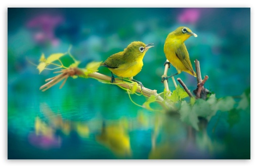 Nature Birds Ultra HD Desktop Background Wallpaper for 4K UHD TV :  Widescreen & UltraWide Desktop & Laptop : Tablet : Smartphone