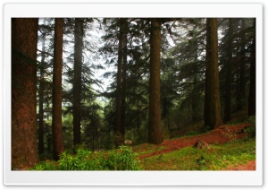 Nature Forests Ultra HD Wallpaper for 4K UHD Widescreen desktop, tablet & smartphone
