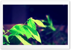 Nature, JD Ultra HD Wallpaper for 4K UHD Widescreen desktop, tablet & smartphone