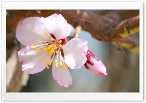 Nature of Khomein Ultra HD Wallpaper for 4K UHD Widescreen desktop, tablet & smartphone