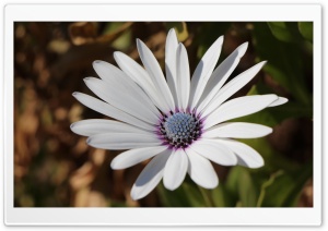 Nature One Ultra HD Wallpaper for 4K UHD Widescreen desktop, tablet & smartphone