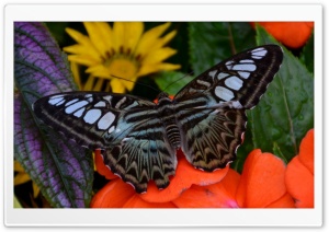 Nestled In Color Ultra HD Wallpaper for 4K UHD Widescreen desktop, tablet & smartphone