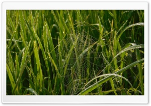 New Rice Crop Ultra HD Wallpaper for 4K UHD Widescreen desktop, tablet & smartphone