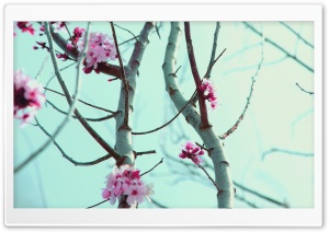 New Spring Love Ultra HD Wallpaper for 4K UHD Widescreen desktop, tablet & smartphone