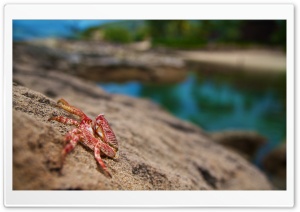 New Type Of Wildlife Ultra HD Wallpaper for 4K UHD Widescreen desktop, tablet & smartphone