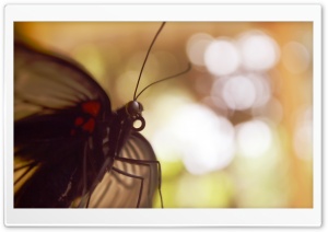 newborn butterfly Ultra HD Wallpaper for 4K UHD Widescreen desktop, tablet & smartphone
