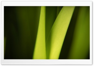 Nice And Clean Macro Leaf Ultra HD Wallpaper for 4K UHD Widescreen desktop, tablet & smartphone