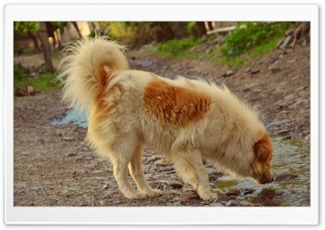 Nice dog Ultra HD Wallpaper for 4K UHD Widescreen desktop, tablet & smartphone
