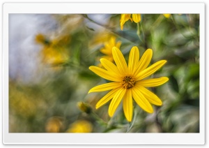 Nice Flower Ultra HD Wallpaper for 4K UHD Widescreen desktop, tablet & smartphone