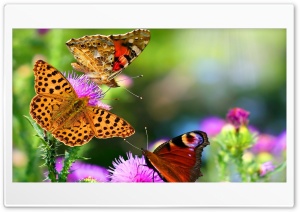 Nice picture 9 Ultra HD Wallpaper for 4K UHD Widescreen desktop, tablet & smartphone