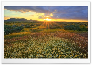 Nice Summer Sunrise Ultra HD Wallpaper for 4K UHD Widescreen desktop, tablet & smartphone
