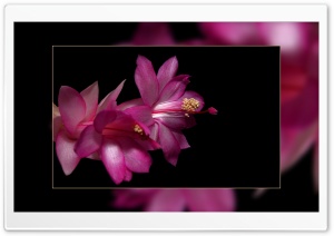 Night Dream Ultra HD Wallpaper for 4K UHD Widescreen desktop, tablet & smartphone