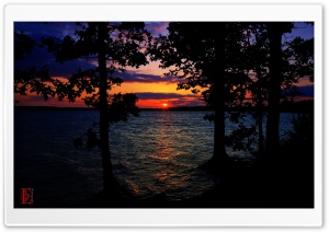 Night In The Trees Ultra HD Wallpaper for 4K UHD Widescreen desktop, tablet & smartphone