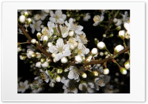 Night Spring Ultra HD Wallpaper for 4K UHD Widescreen desktop, tablet & smartphone