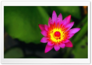 Nymphaea Ultra HD Wallpaper for 4K UHD Widescreen desktop, tablet & smartphone