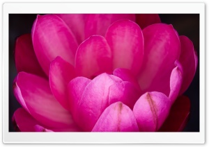 Nymphaeaceae Ultra HD Wallpaper for 4K UHD Widescreen desktop, tablet & smartphone
