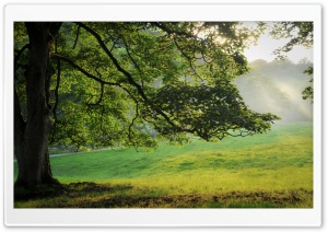 Oak Ultra HD Wallpaper for 4K UHD Widescreen desktop, tablet & smartphone