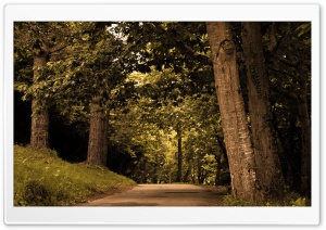 Oak Forest Ultra HD Wallpaper for 4K UHD Widescreen desktop, tablet & smartphone