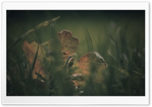 Oak Leaf In The Grass Ultra HD Wallpaper for 4K UHD Widescreen desktop, tablet & smartphone