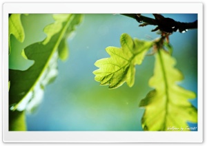 Oak Tree Ultra HD Wallpaper for 4K UHD Widescreen desktop, tablet & smartphone