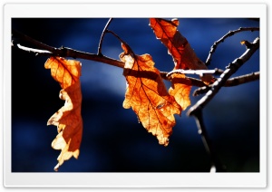 Oak Tree Leaves, Autumn Ultra HD Wallpaper for 4K UHD Widescreen desktop, tablet & smartphone