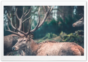 Observing Deer Ultra HD Wallpaper for 4K UHD Widescreen desktop, tablet & smartphone
