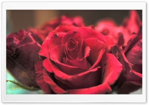 Obsession Ultra HD Wallpaper for 4K UHD Widescreen desktop, tablet & smartphone