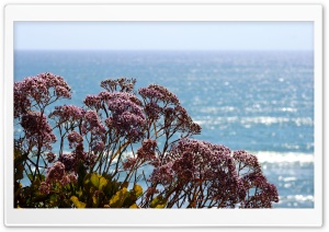 Ocean Flowers Ultra HD Wallpaper for 4K UHD Widescreen desktop, tablet & smartphone