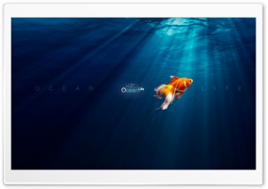 Ocean Life Ultra HD Wallpaper for 4K UHD Widescreen desktop, tablet & smartphone