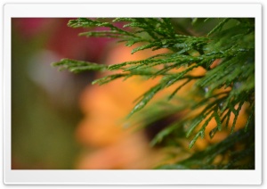 October Garden Ultra HD Wallpaper for 4K UHD Widescreen desktop, tablet & smartphone