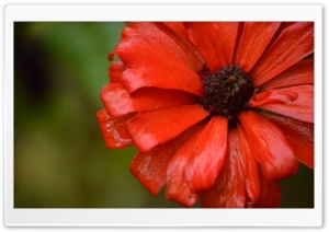 October Garden Ultra HD Wallpaper for 4K UHD Widescreen desktop, tablet & smartphone