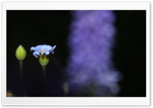 Odd Picture Ultra HD Wallpaper for 4K UHD Widescreen desktop, tablet & smartphone