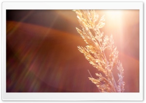 Old But Gold Helios 44-2 Ultra HD Wallpaper for 4K UHD Widescreen desktop, tablet & smartphone