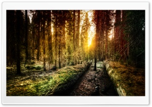 Old Forest In Yosemite Ultra HD Wallpaper for 4K UHD Widescreen desktop, tablet & smartphone