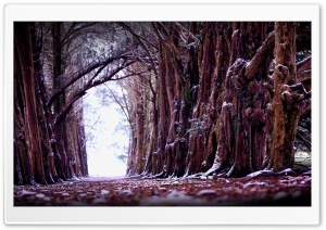 Old Trees Alignment Ultra HD Wallpaper for 4K UHD Widescreen desktop, tablet & smartphone