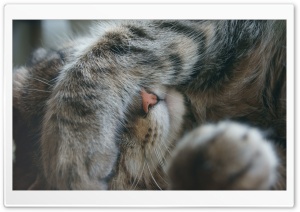 OMG Cat Ultra HD Wallpaper for 4K UHD Widescreen desktop, tablet & smartphone
