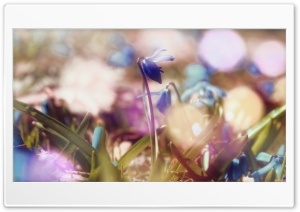 One Flower Ultra HD Wallpaper for 4K UHD Widescreen desktop, tablet & smartphone