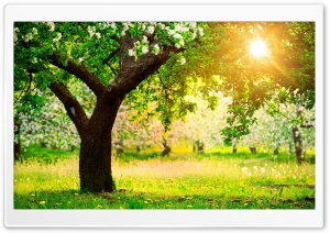One Sunny Spring Day_Telasm Ultra HD Wallpaper for 4K UHD Widescreen desktop, tablet & smartphone
