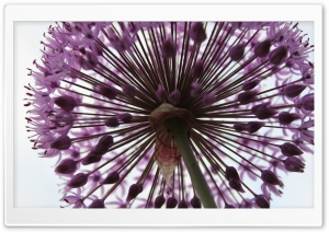 Onion Plant Ultra HD Wallpaper for 4K UHD Widescreen desktop, tablet & smartphone