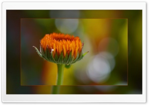 Orange Burst Ultra HD Wallpaper for 4K UHD Widescreen desktop, tablet & smartphone